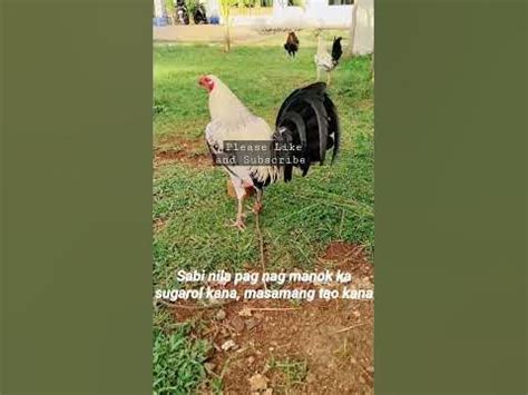 sabungero sabong quotes|Sabungero Sabong Quotes .